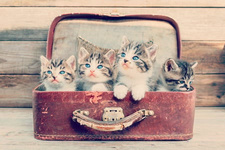 Herding Kittens _ Brandle blog post on social sales teams